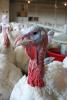 Turkey in barn