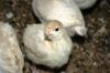 Turkey chicks