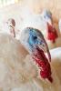 Turkey close-up