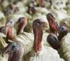 Turkeys on a farm