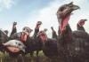 Turkey flock