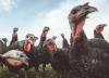 Turkey flock