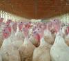 Turkey flock in barn