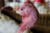 Turkey in barn