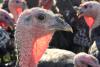 Turkey close-up