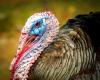 Turkey profile