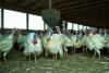 Turkey barn