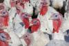 turkey farm