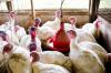 Farm turkeys