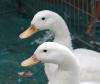 Two white ducks
