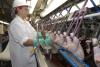 USDA poultry inspector checking chickens