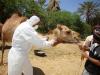 Veterinarian drawing blood from a camel
