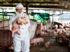 Veterinarian on pig farm