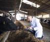 Veterinarian in cattle barn
