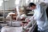 Veterinarian with pigs