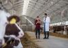 Veterinarians in dairy barn