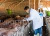 Veterinarians injecting pigs