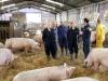 People visiting pig farm