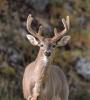 White-tailed buck with velvet on antlers