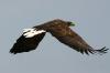 White-tailed eagle