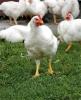 White chickens