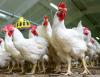 White chickens