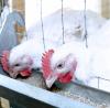 White chickens feeding