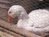 White duck