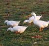 White ducks