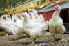 White farm chickens