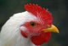 White rooster