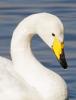 Whooper swan