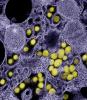 SARS-CoV-2 COVID-19 viruses
