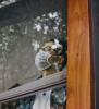 Young man wearing mask in window