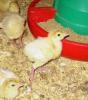 Young turkeys