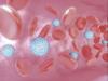 Zika viruses in blood vessel