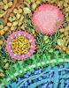 Zika virus