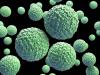 Zika virus particles