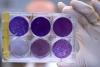 Zika antibodies