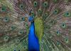 Zoo peacock
