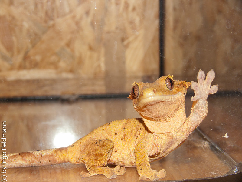waving gecko