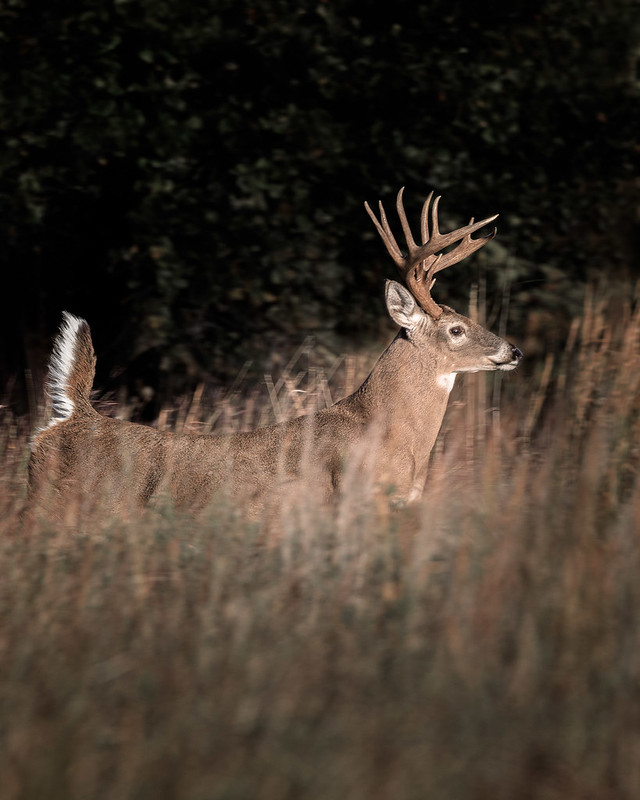 white tail buck