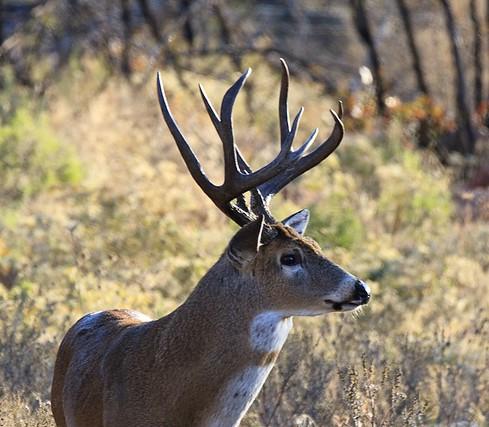 White-tailed buck